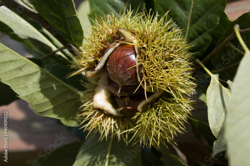 close up chestnut bur and chestnut in natural background
