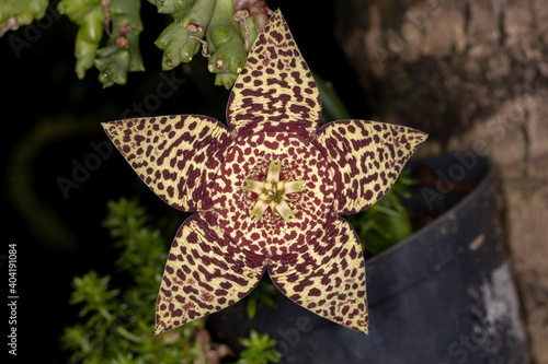 star cactus flower photo