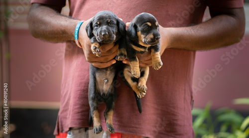 Holding two newborn dachshund pups in the air by its owner, two weeks old puppies looking so innocent and adorable together. black and brown color long-bodied babies in good health and taken care of.