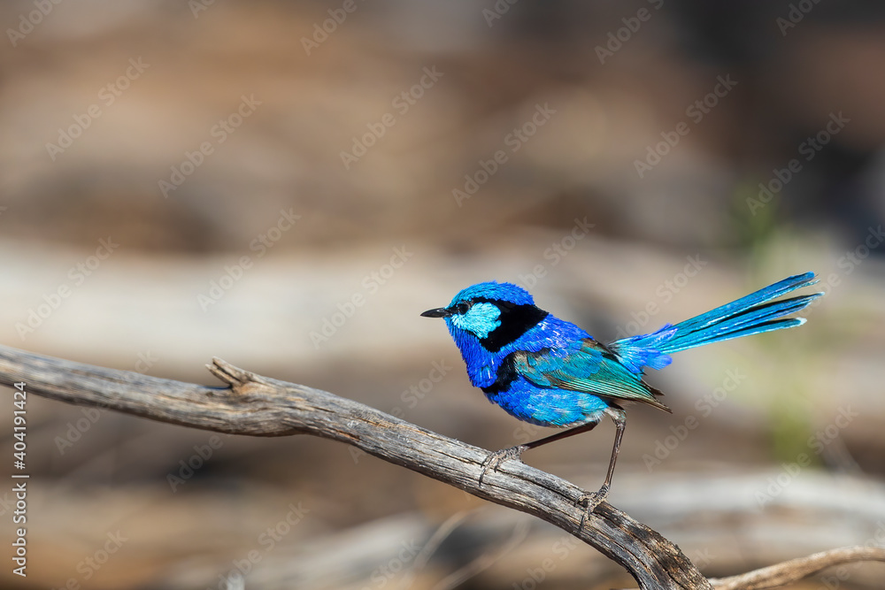 An adult male Splendid Fairywren (Malurus splendens) in its rich multicoloured blue breeding plumage perched on a branch.