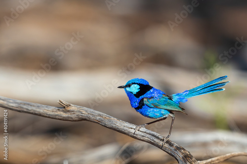 An adult male Splendid Fairywren (Malurus splendens) in its rich multicoloured blue breeding plumage perched on a branch. © wrightouthere