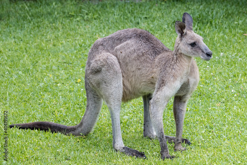 Male or Buck Eastern Grey Kangaroo