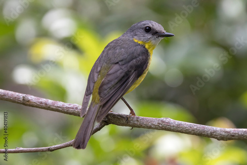 Eastern Yellow Robin perched on tree branch