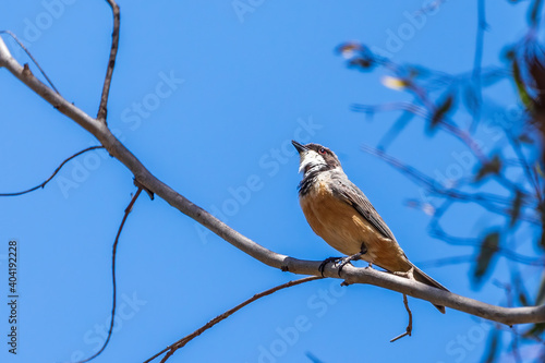 A male Rufous Whistler (Pachycephala rufiventris) perched on a branch.