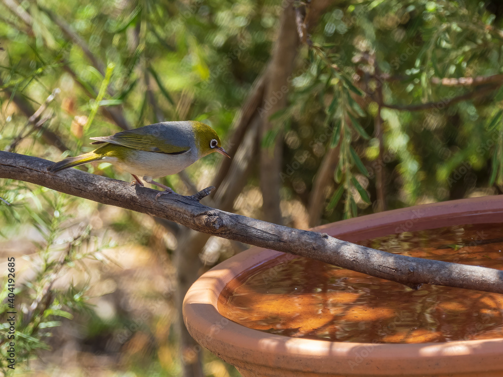 Obraz premium A small bird with a conspicuous ring of white feathers around the eye known as a Silvereye (Zosterops lateralis) perched among foliage.