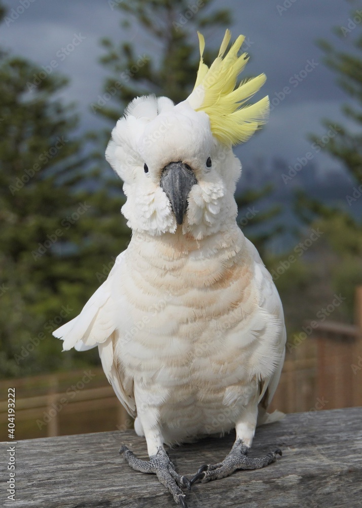 Portrait of a Dishevelled Sulphur-Crested Cockatoo on a Windy Day Portrait of a Dishevelled Sulphur-Crested Cockatoo on a Windy Day