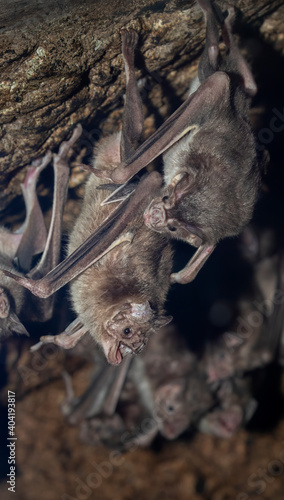 The colony of common vampire bats  Desmodus rotundus