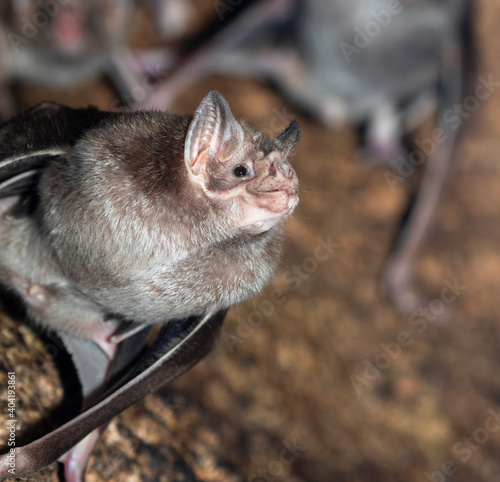 Portrait of common vampire bats, Desmodus rotundus photo