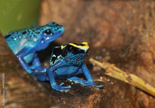 Blue poison dart frogs sitting on a wet stone.