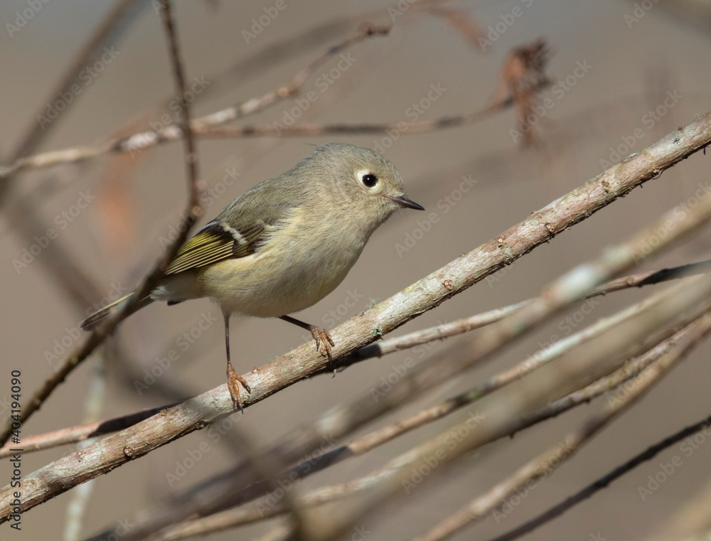 Obraz premium The ruby-crowned kinglet (Regulus calendula), female.