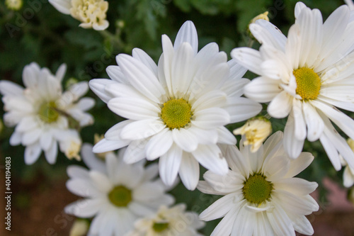 white daisy flowers