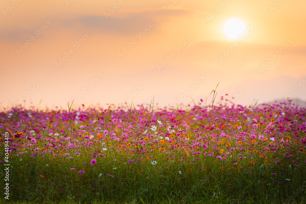 Pink cosmos flowers in flower fields at sunset.