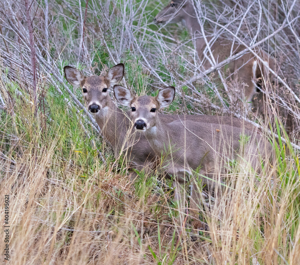White tailed deer with fawns, Choke Canyon State Park, Texas White tailed deer with fawns, Choke Canyon State Park, Texas