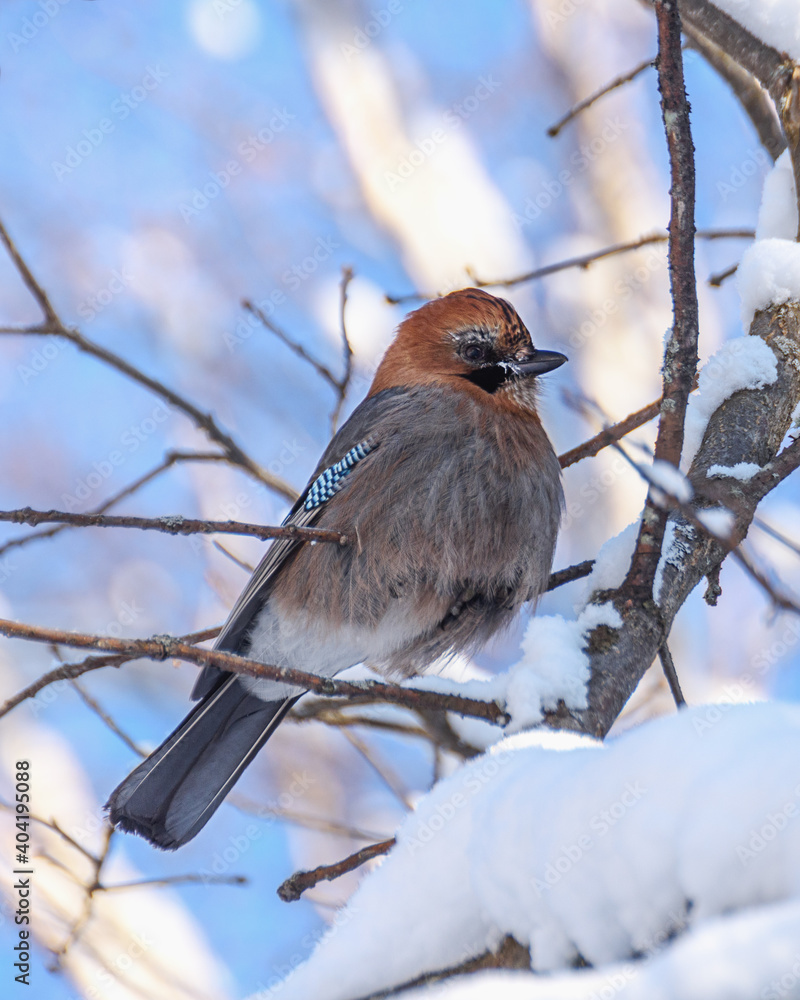 wild forest bird jay wild forest bird jay