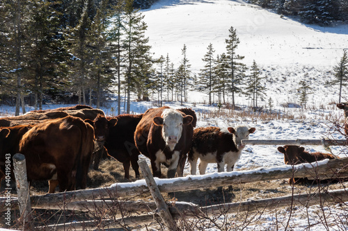 cows in winter © Anthony