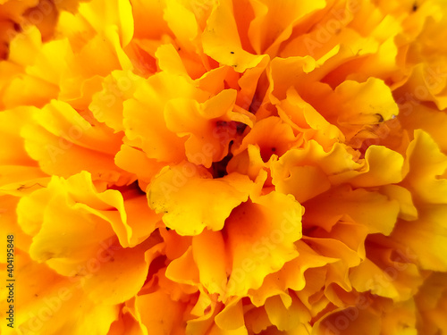 Background photos,Yellow marigold flower close up © waraphot