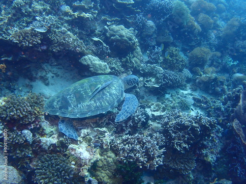 Green Turtle in Moalboal