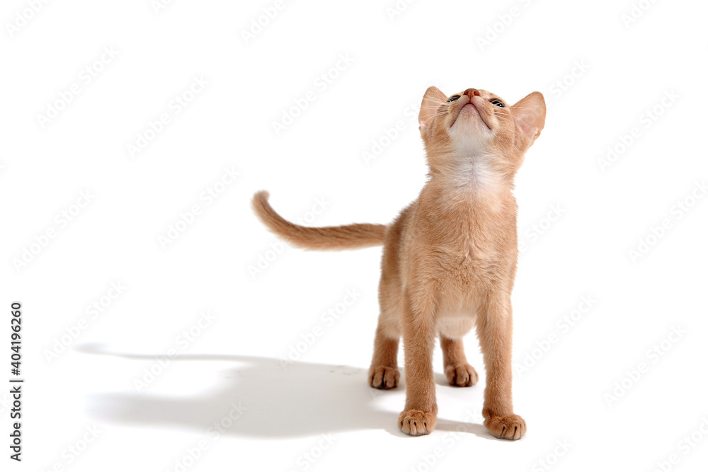 ginger purebred kitten on a white background