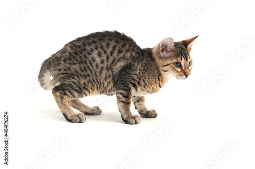 Purebred smooth-haired kitten on a white background