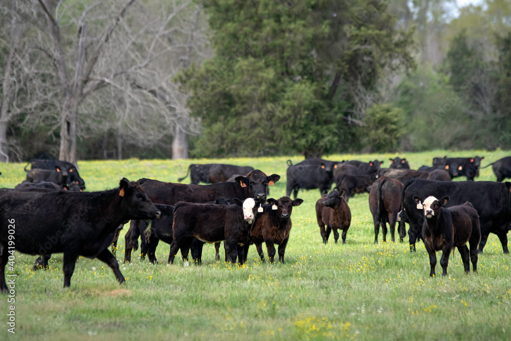 Fototapeta premium Angus and black baldy cattle in spring pasture