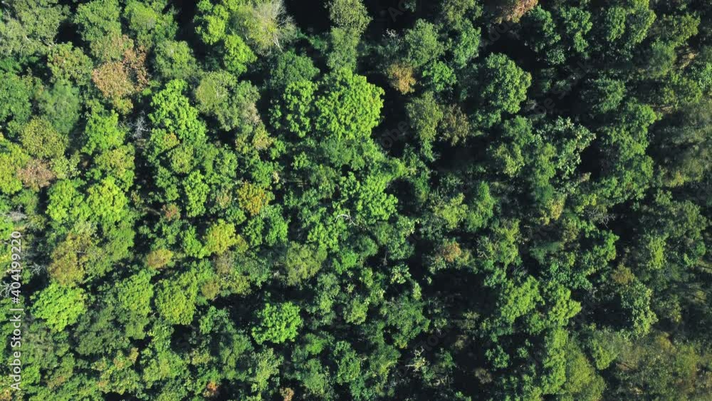 Establishing aerial top view shot of beautiful green forest in a rural landscape. Establishing aerial top view shot of beautiful green forest in a rural landscape.