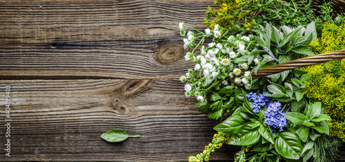 Obraz na plátně Assorted garden fresh herbs on wooden background