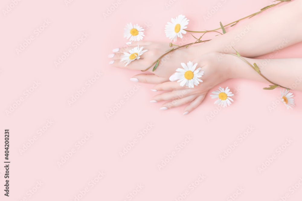 Young woman moisturizes her hand with cosmetic cream. chamomile flowers on pink background. Flat lay top view Beauty concept