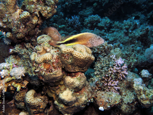 A Freckled hawkfish Paracirrhites forsteri perching on a hard coral