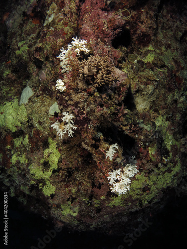 Bleached Sinularia sp. soft coral in the central Red Sea 2020