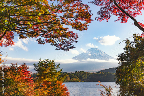 Fuji Mountain  and Red Maple Leave in Autumn  Kawaguchiko Lake  Japan