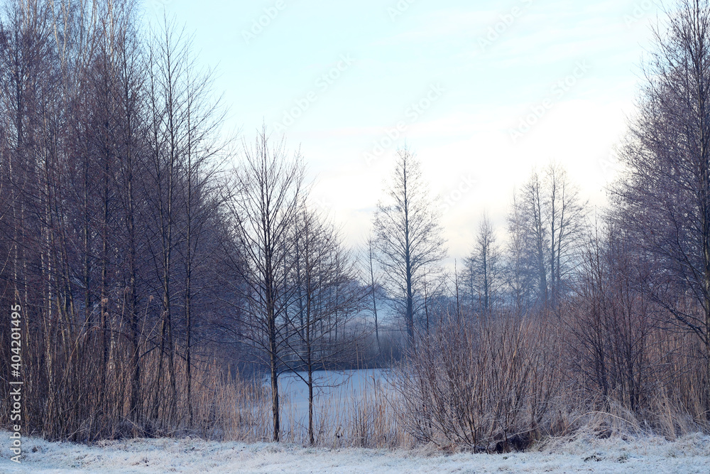 wild forest and river at wintertime