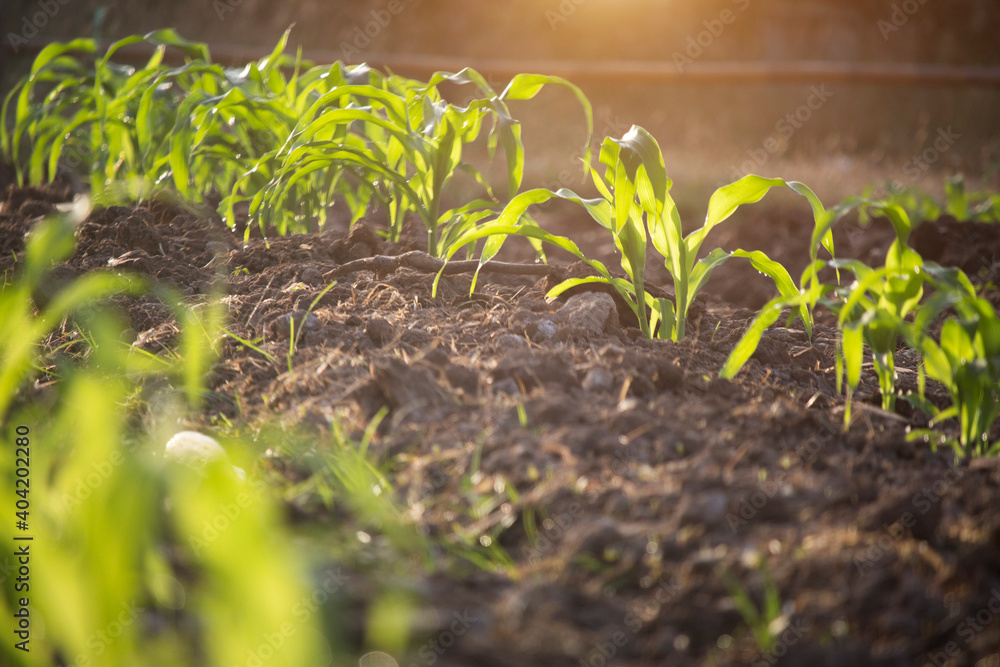 Organic corn planted in the garden with bright morning sunlight Organic corn planted in the garden with bright morning sunlight
