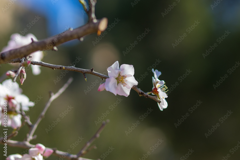 Almond tree flowers against a clear sky Almond tree flowers against a clear sky