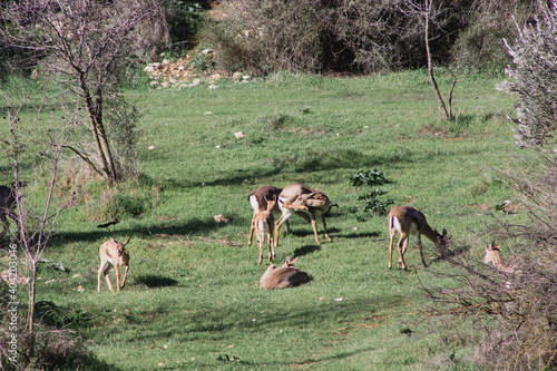 A group of Mountain gazelle in a park called the Deer Valley in Jerusalem