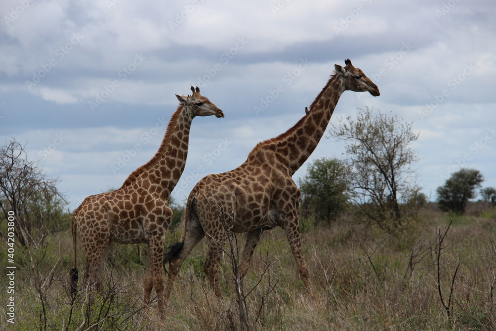 giraffe in the wild