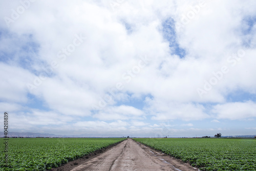 a view of a long farm road surrounded by green farmland disappearing into a horizon of blue and cloudy skies