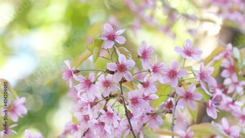 Beautiful Wild Himalayan Cherry blossom, Thai Sakura flower.