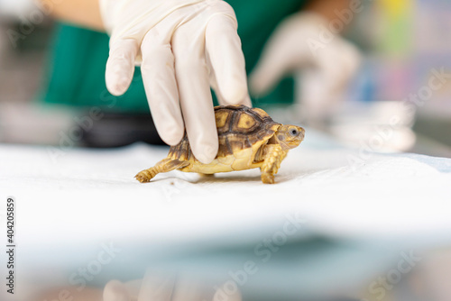 Turtles are Exotic Pets. Sulcata Tortoise or African spurred tortoise are in the veterinary examination room.