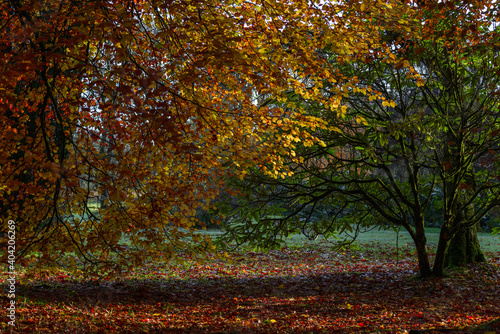 Autumn leaves in Irish forest