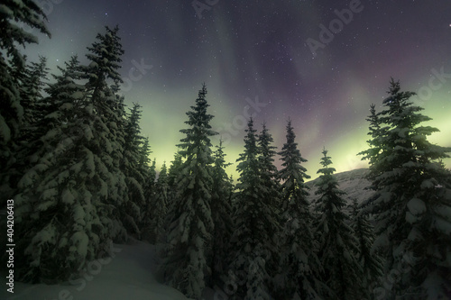 Northern lights over a beautiful fir forest near Tromso, northern Norway