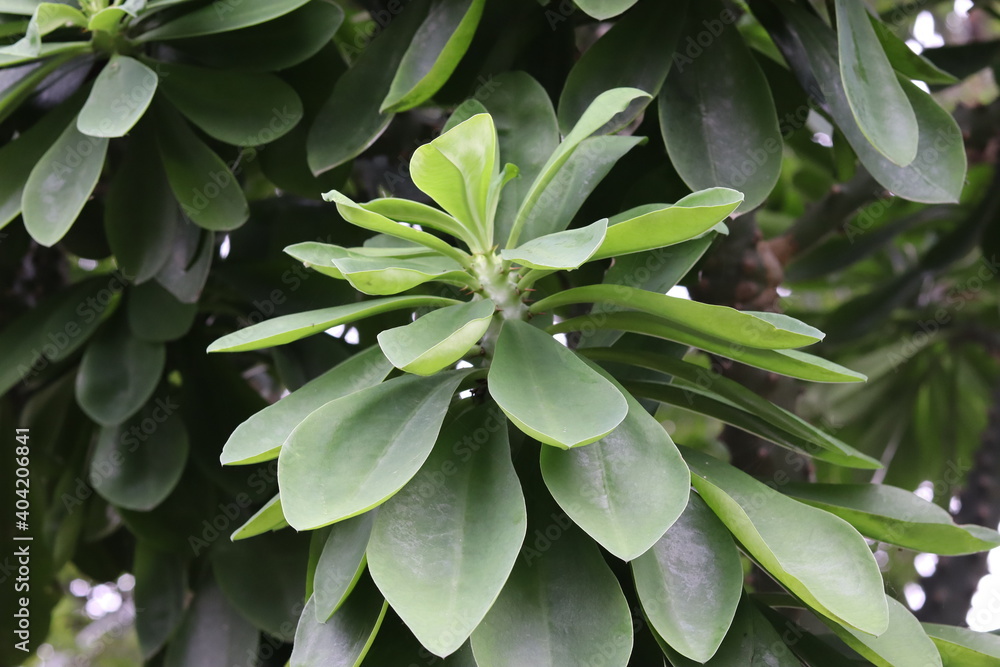 Green leaf background beautiful in the garden, decorative ornamental plants
Green leaf background beautiful in the garden, decorative ornamental plants