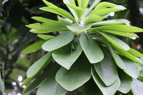 Green leaf background beautiful in the garden, decorative ornamental plants 