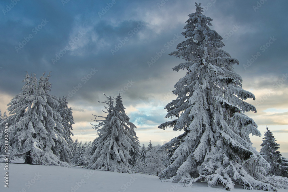 Gefrorene Bäume im Winter in den Vogesen bei Grendelbruch