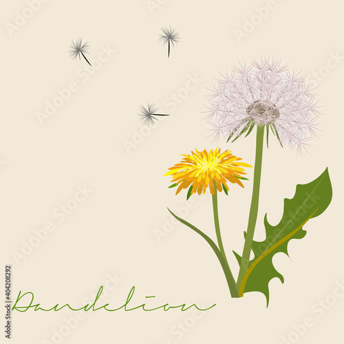 Taraxacum officinale  Dandelion flower and seedhead Botanical vector illustration