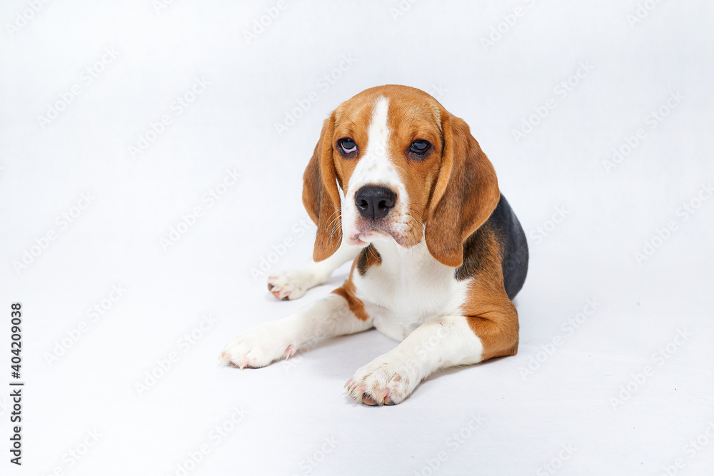 Lazy cute puppy beagle in front of white background