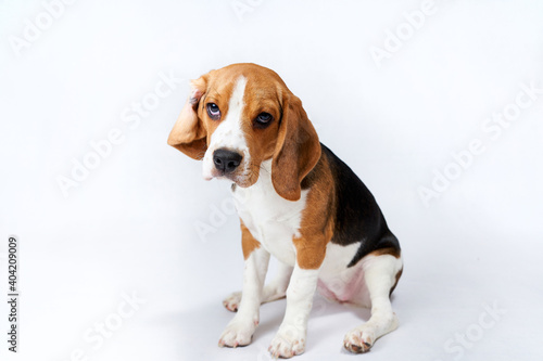 Lazy cute puppy beagle in front of white background © Svetlana Krylatova