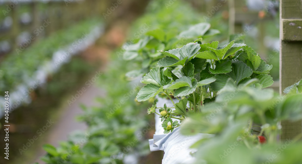 Obraz premium Strawberry young plants in the genting highland strawberry plantation field in Malaysia