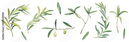Olive set twigs, foliage and fruit isolated on a white background. Branches, spring, freshness. Watercolor illustration