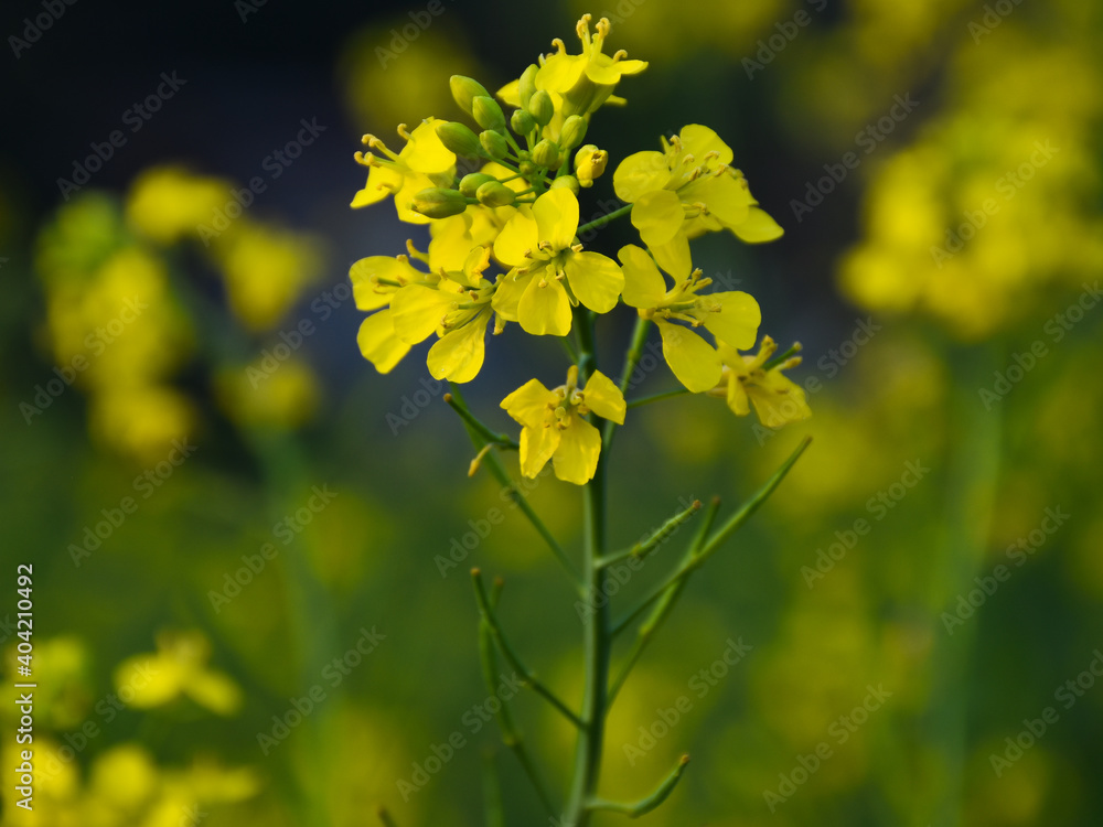 Very beautiful bright yellow mustard flowers or canola or rapeseed field in wintertime in India Very beautiful bright yellow mustard flowers or canola or rapeseed field in wintertime in India