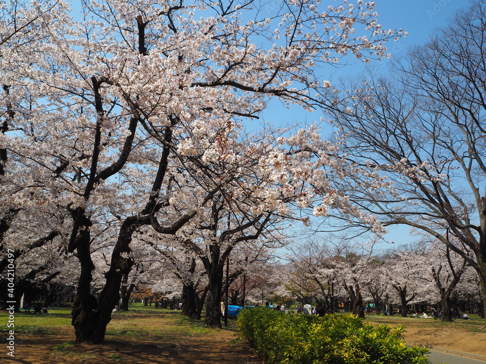 the beautiful cherry blossoms of yoyogi park in tokyo, JAPAN the beautiful cherry blossoms of yoyogi park in tokyo, JAPAN